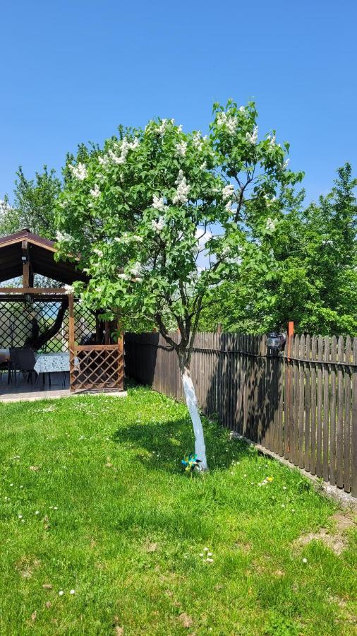 Rîşnov Casa Danaヴィラ エクステリア 写真